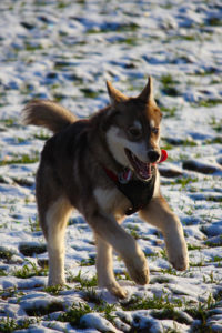 Fun in the fields