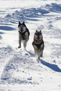 Fun in the snow