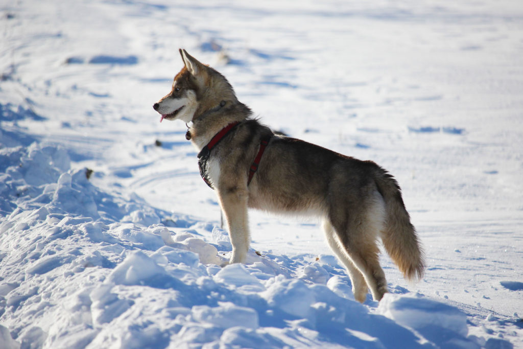 Snow girl