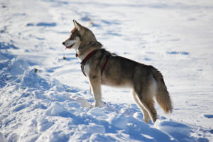 Snow girl