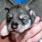 Hündin agouti-weiß