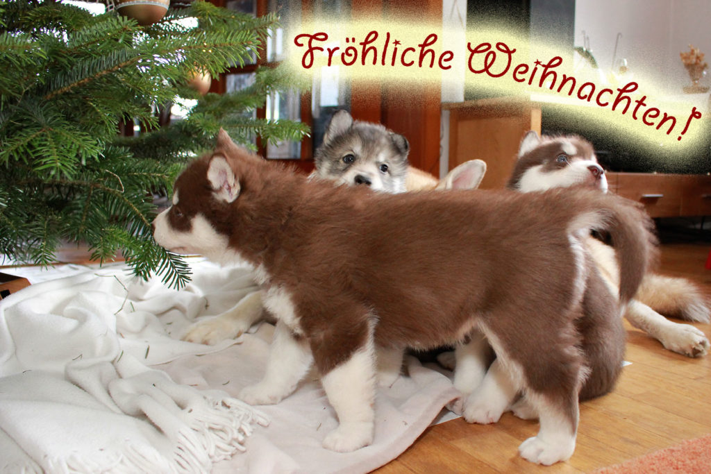 Fröhliche Weihnachten!