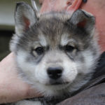 Almundis of Kahnawake