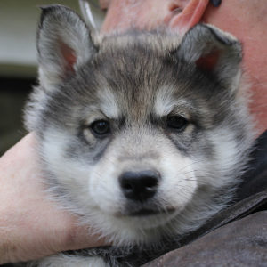 Almudis of Kahnawake