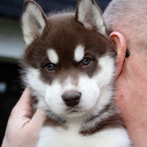 Antonius of Kahnawake