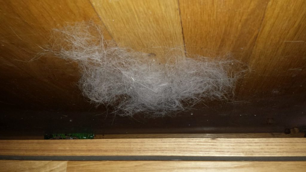 Heranwachsendes Exemplar der Gemeinen Wollmaus