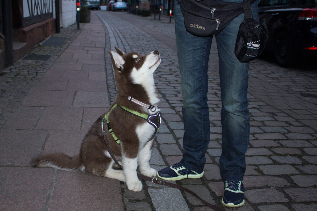 Spaziergang mit Bubbles