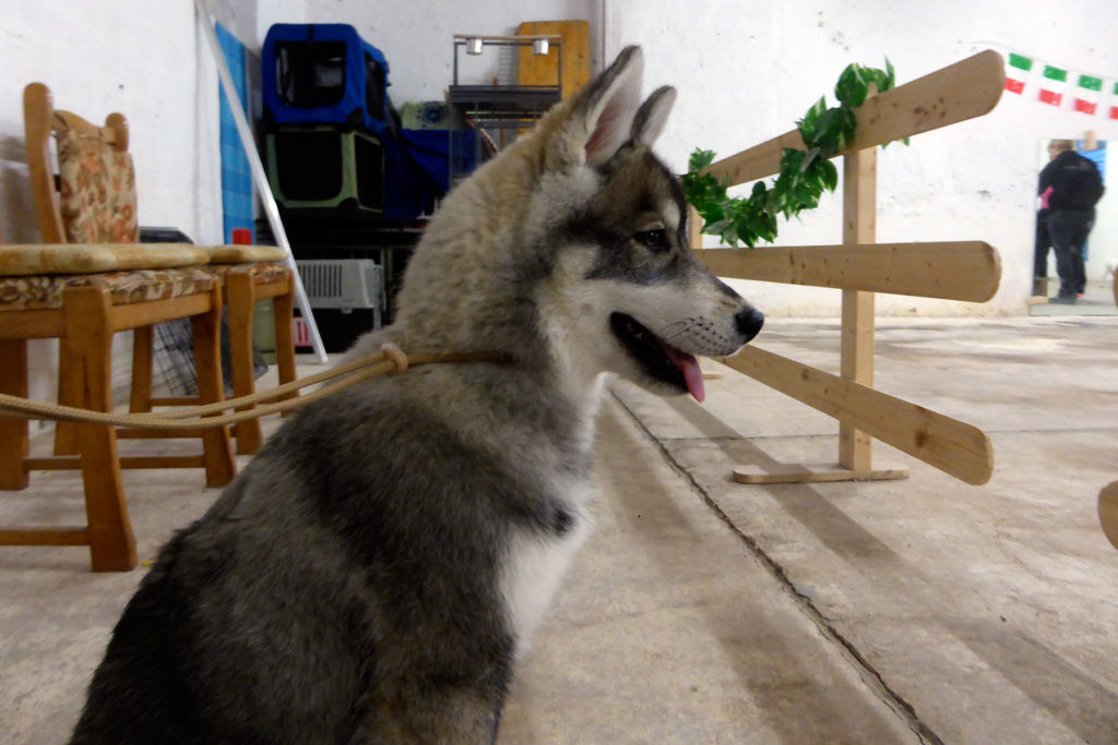 Nukkas erstes Ringtraining