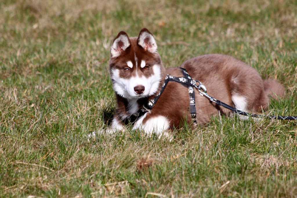 Alban of Kahnawake aka Sammy