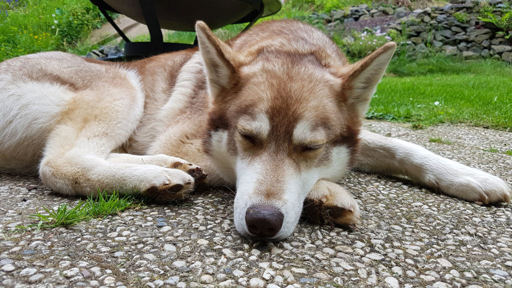 Zausel's Red Rose aka Kira