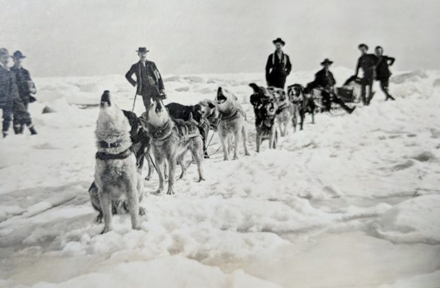 Sleddogs Howling
