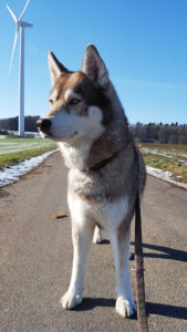 Kira (Zausel's Red Rose)