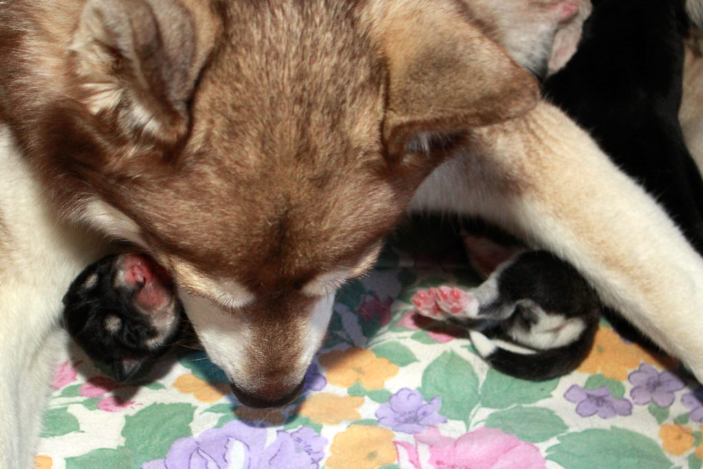 Kira und ihre Babys