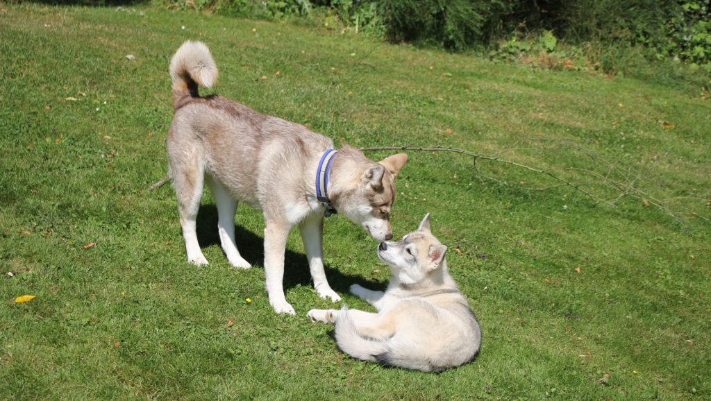 Kira and Berni on the lawn