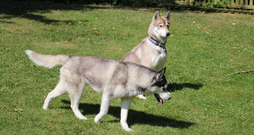 Opra and Kira on the lawn