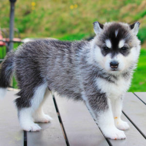 Benedictus of Kahnawake (Tio)