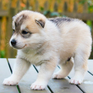 Bernardus of Kahnawake (Bernie)