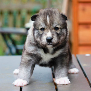 Bonifatius of Kahnawake (Boni)