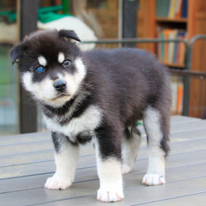 Brendan of Kahnawake (Koda)