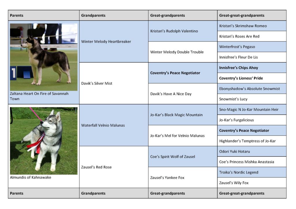 Pedigree litter-C