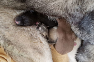 The first 4 C'babies