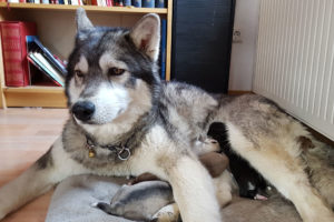 Nukka and her babies