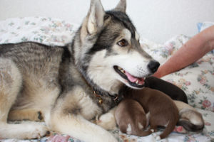 Almundis of Kahnawake aka Nukka