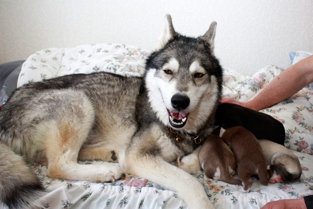 Nukka und ihre Babys