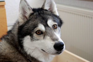 Almundis of Kahnawake aka Nukka