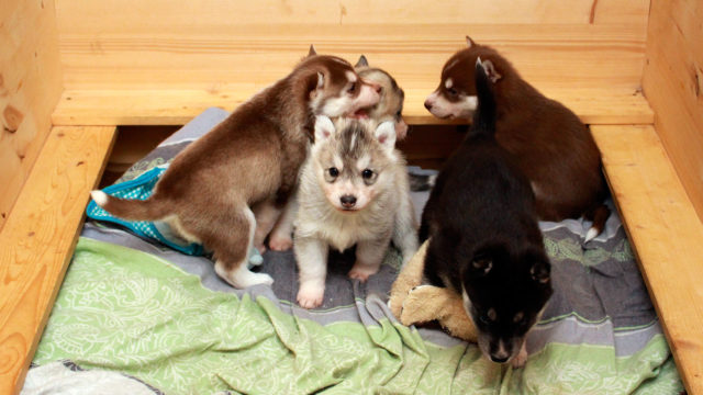 Zaltana Heart On Fire Of Savannah Town Siberian Huskies Of Kahnawake