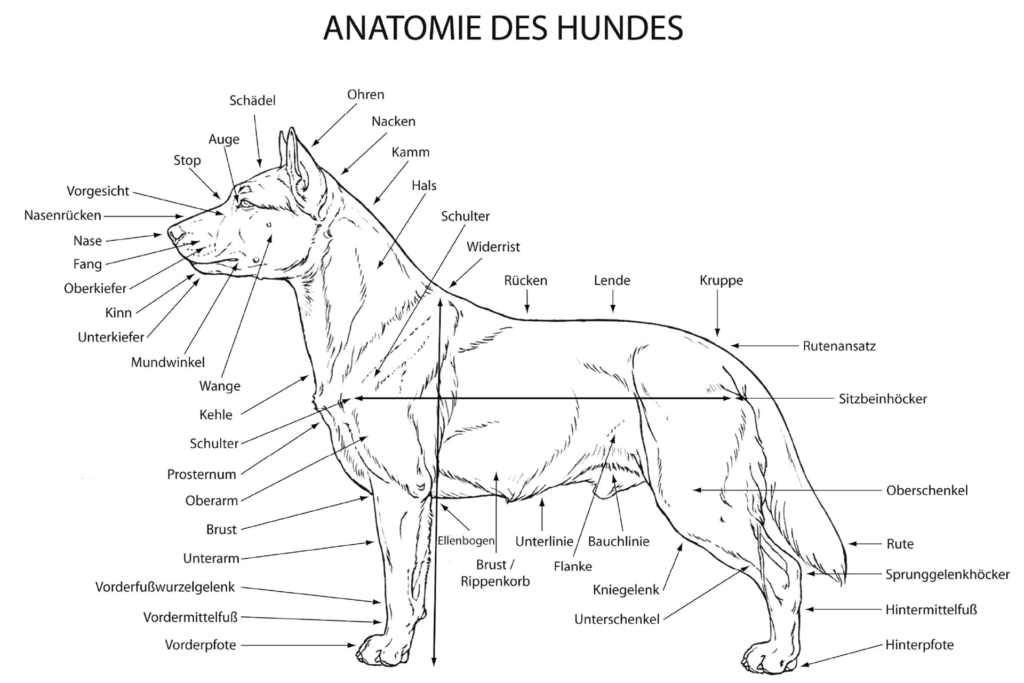 Grafik zur Anatomie des Hundes