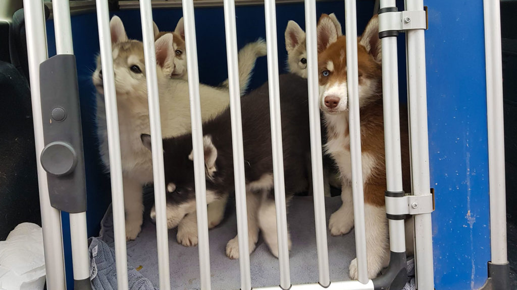 Warten auf den Tierarzt