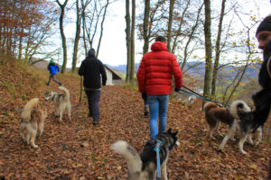 Wanderung durch Wald und Feld