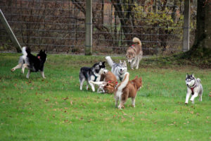 Das Rudel tobt auf der Wiese