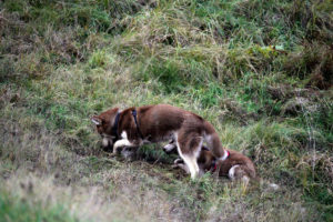 Mato und Maya jagen Mäuse.