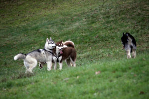 Das Rudel tobt auf der Wiese.