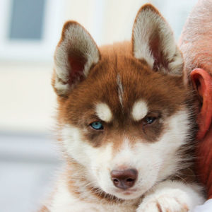 Clemens of Kahnawake