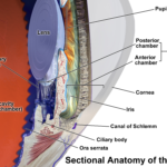 Anatomie des Wirbeltierauges, Vorderkammer und Kammerwinkel - (c)Blausen.com staff (2014). "Medical gallery of Blausen Medical 2014". WikiJournal of Medicine 1 (2). DOI:10.15347/wjm/2014.010. ISSN 2002-4436