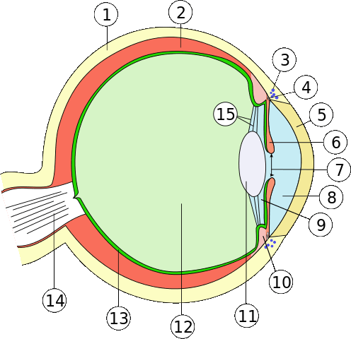 Schema des Wirbeltierauges