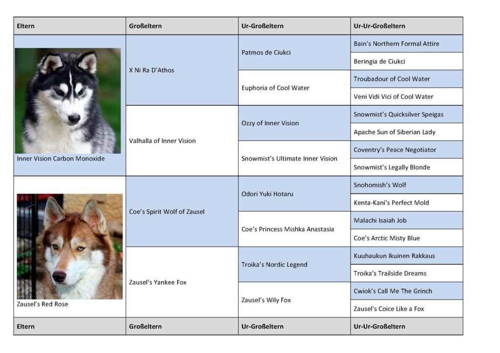 Stammbaum der Welpen