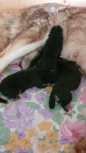 Alle an der Milchbar