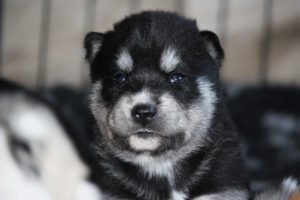 Beata, genannt Leia, 3 Wochen alt