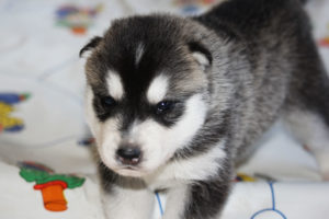 Benedictus, genannt Tio, 3 Wochen alt