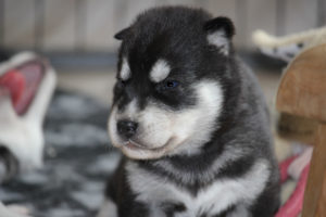 Brendan of Kahnawake, genannt Koda, 3 Wochen alt