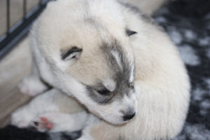 Bearnardus (Bernie), 3 Wochen alt