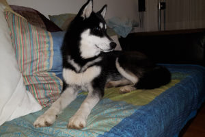 Beata of Kahnawake, genannt Leia, ca. 8 Monate alt