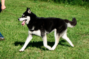 Brendan of Kahnawake, genannt Koda, 16 Monate alt