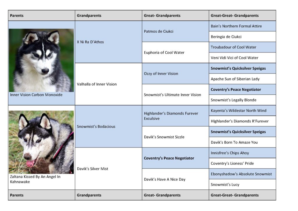 Pedigree of pairing Shakaar x Ezri