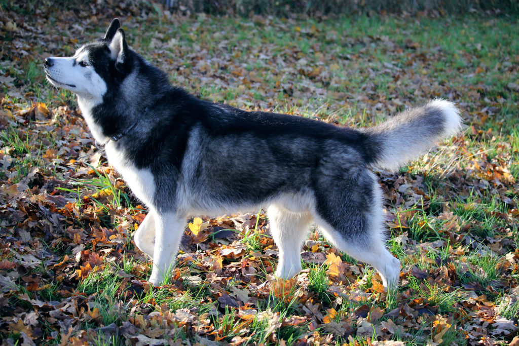 Shakaar (Inner Vision Carbon Monoxide) im Auslauf