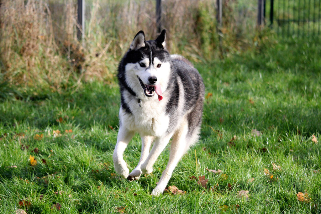 Shakaar (Inner Vision Carbon Monoxide) running in the dogyard
